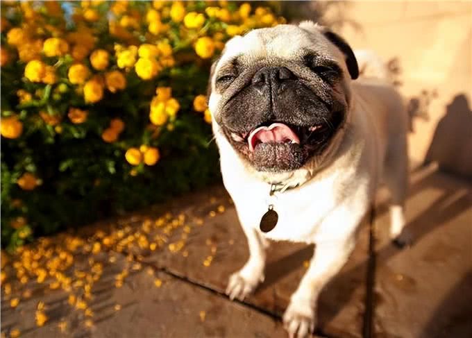 这7种狗很乖巧，适合家养，不用担心伤到小孩