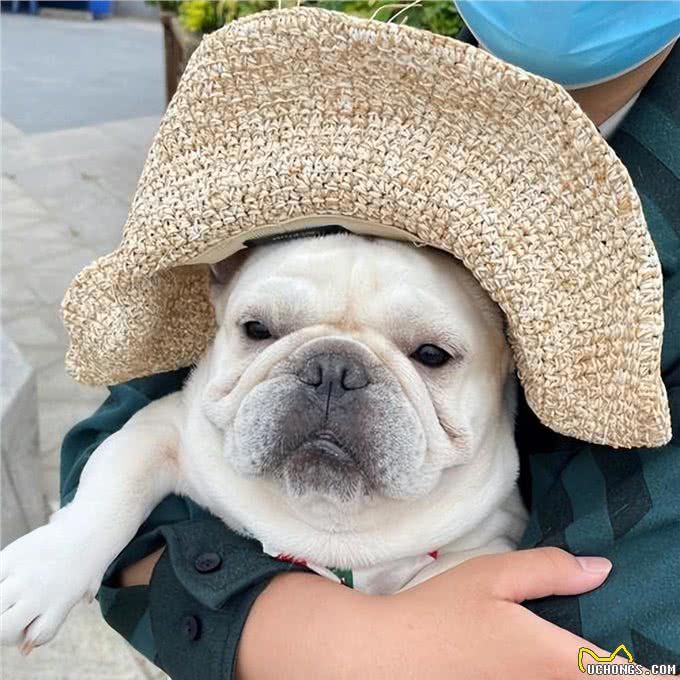 这7种狗很乖巧，适合家养，不用担心伤到小孩