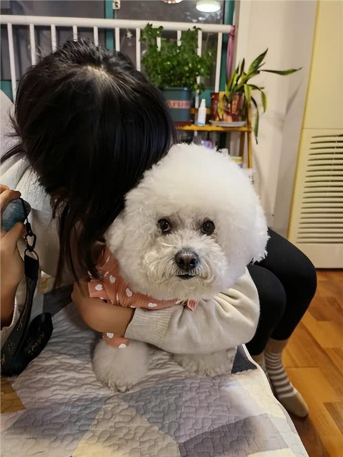 这7种狗很乖巧，适合家养，不用担心伤到小孩