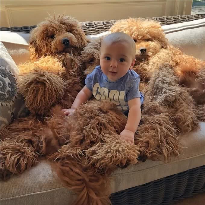 这7种狗很乖巧，适合家养，不用担心伤到小孩