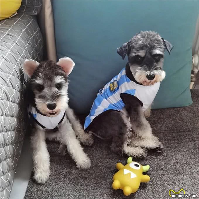 这7种狗很乖巧，适合家养，不用担心伤到小孩