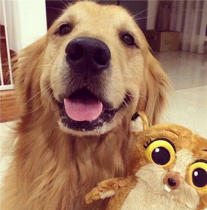 这7种狗很乖巧，适合家养，不用担心伤到小孩