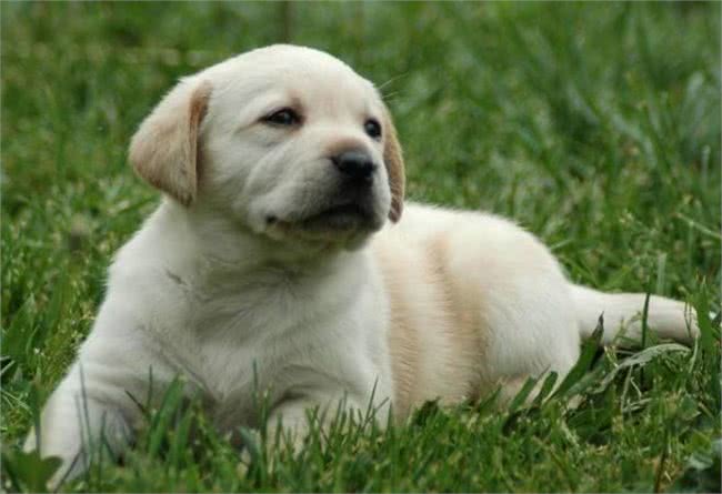 想饲养拉布拉多?看完它的5个特点后，你还想养吗?