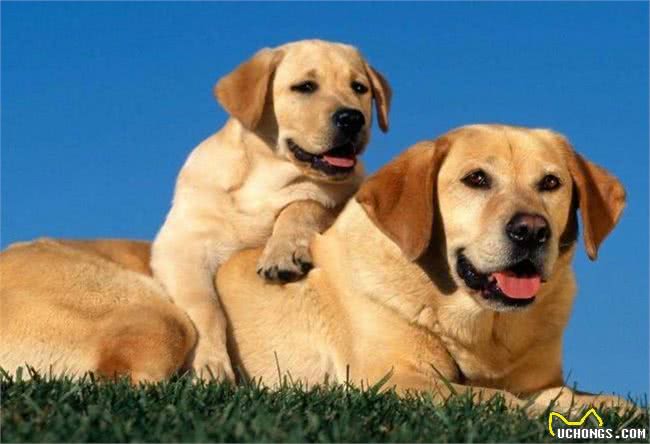 想饲养拉布拉多?看完它的5个特点后，你还想养吗?