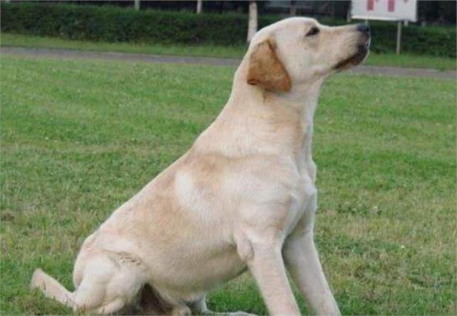 想饲养拉布拉多?看完它的5个特点后，你还想养吗?