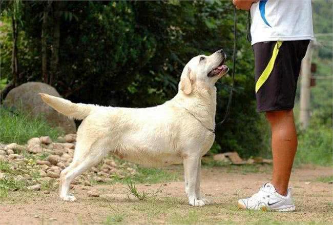 想饲养拉布拉多?看完它的5个特点后，你还想养吗?