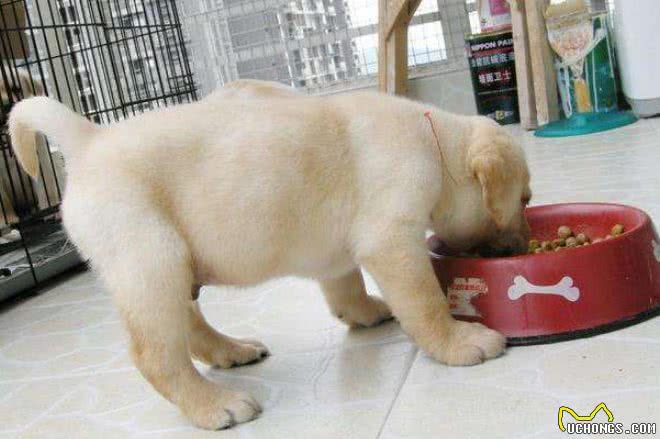 想饲养拉布拉多?看完它的5个特点后，你还想养吗?