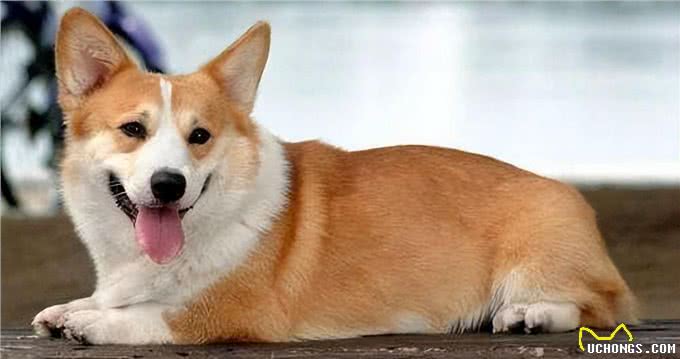 过来人告诉你，养柯基真的不容易，敢养的都很厉害