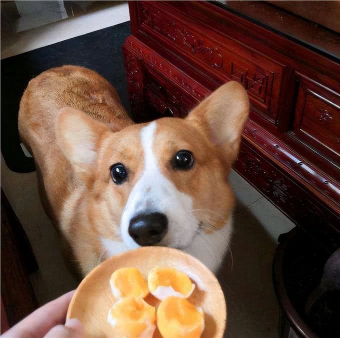 过来人告诉你，养柯基真的不容易，敢养的都很厉害