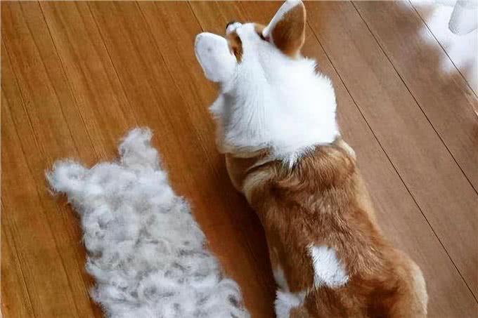 过来人告诉你，养柯基真的不容易，敢养的都很厉害