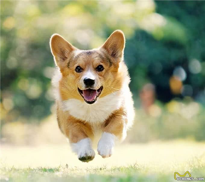 过来人告诉你，养柯基真的不容易，敢养的都很厉害