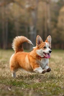 过来人告诉你，养柯基真的不容易，敢养的都很厉害