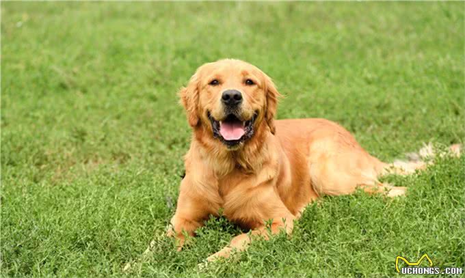 世界十大名犬盘点，一起来看看吧