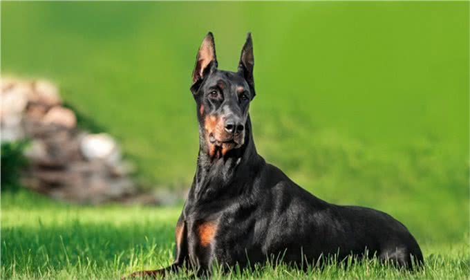 世界十大名犬盘点，一起来看看吧