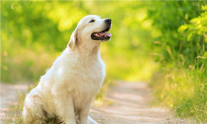 世界十大名犬盘点，一起来看看吧