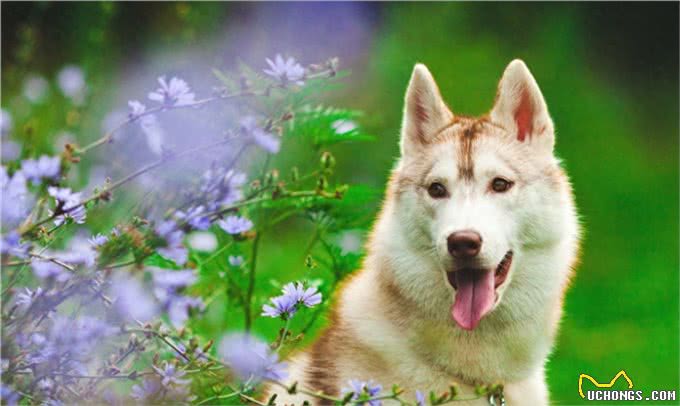 世界十大名犬盘点，一起来看看吧