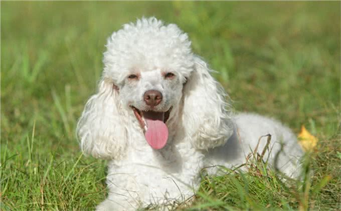 世界十大名犬盘点，一起来看看吧