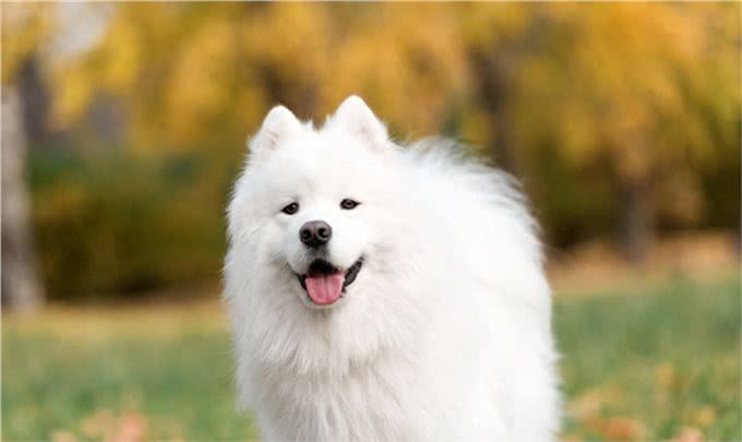 世界十大名犬盘点，一起来看看吧