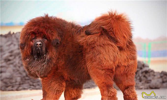 世界十大名犬盘点，一起来看看吧