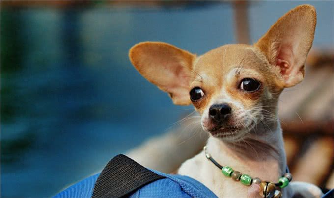 世界十大名犬盘点，一起来看看吧