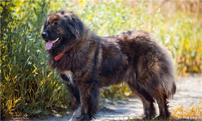 世界十大名犬盘点，一起来看看吧