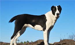 世界十大名犬盘点，一起来看看吧