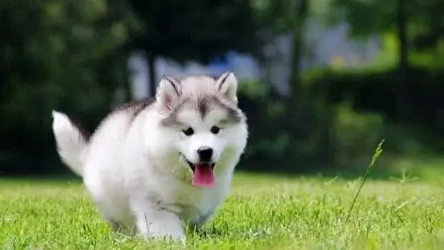 如何通过摇尾巴判断狗狗的真实情绪