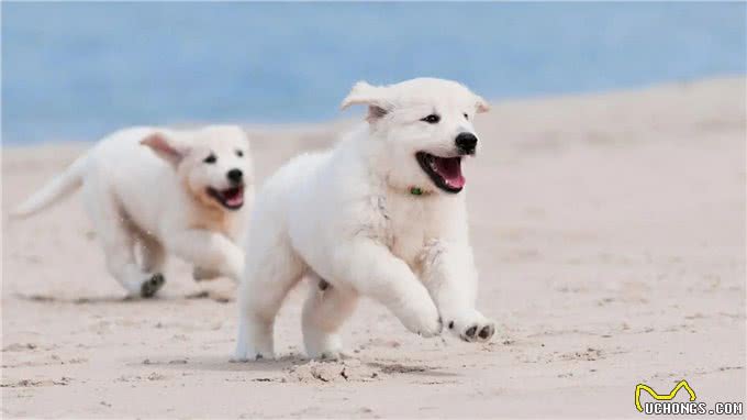 如何通过摇尾巴判断狗狗的真实情绪