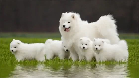 如何通过摇尾巴判断狗狗的真实情绪