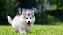 如何通过摇尾巴判断狗狗的真实情绪