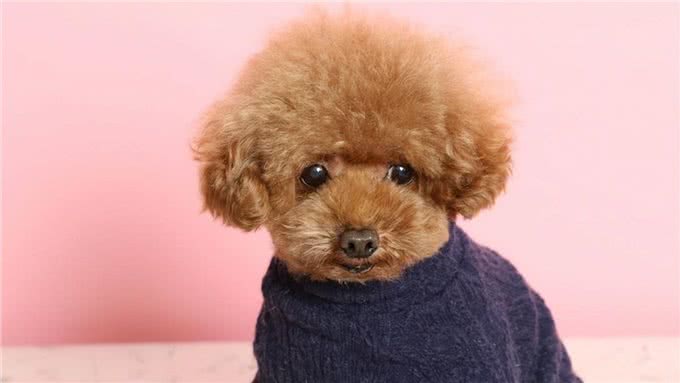 宠物狗的幼犬期时间是多长?