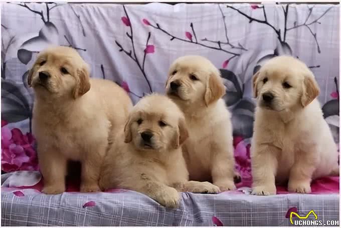 宠物狗的幼犬期时间是多长?