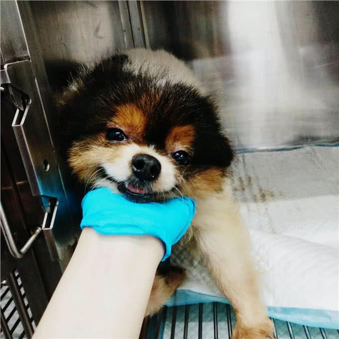 可爱也有罪?狗狗被囚在繁殖场11年，义工：没见过这么严重的案例