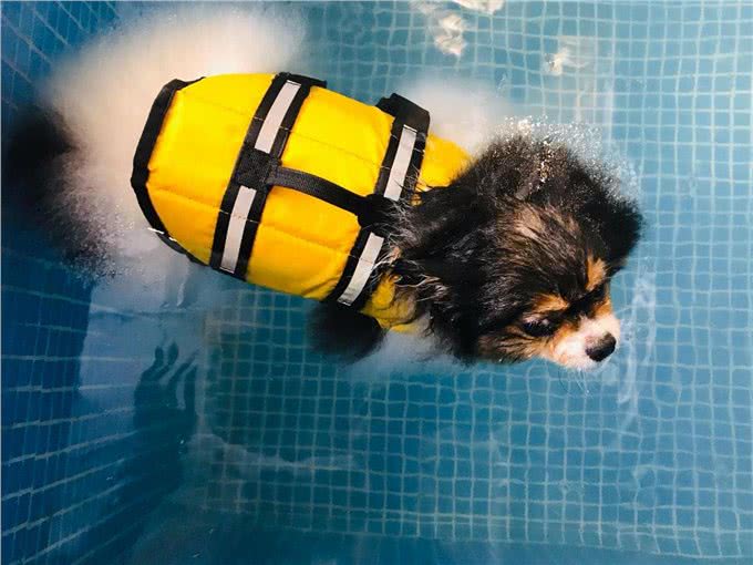 可爱也有罪?狗狗被囚在繁殖场11年，义工：没见过这么严重的案例