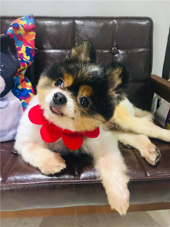 可爱也有罪?狗狗被囚在繁殖场11年，义工：没见过这么严重的案例