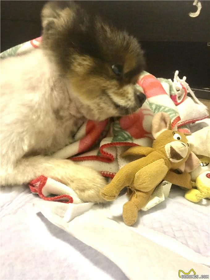 可爱也有罪?狗狗被囚在繁殖场11年，义工：没见过这么严重的案例