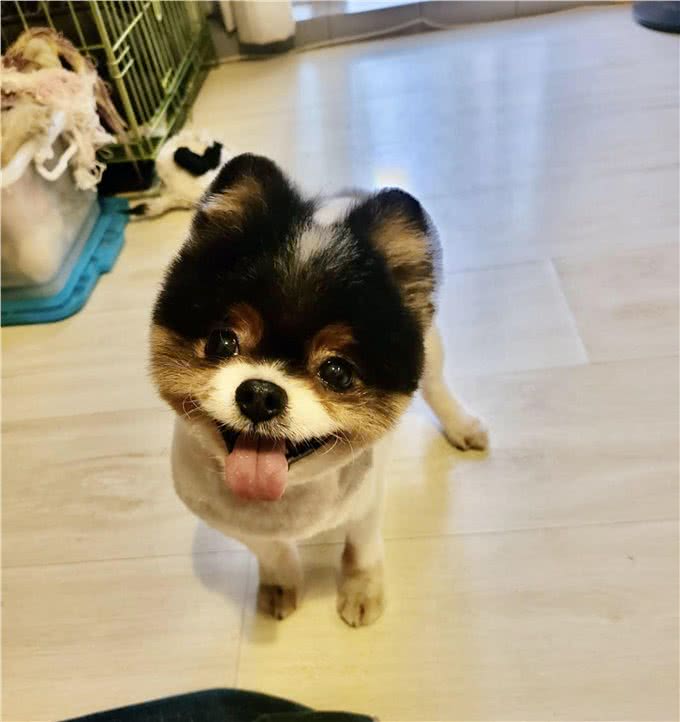 可爱也有罪?狗狗被囚在繁殖场11年，义工：没见过这么严重的案例