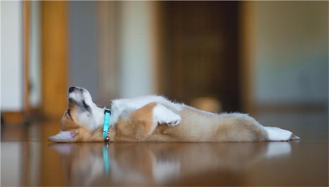 养宠家庭常备药品推荐