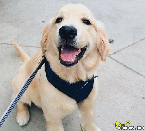 养宠家庭常备药品推荐