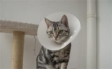 养宠家庭常备药品推荐