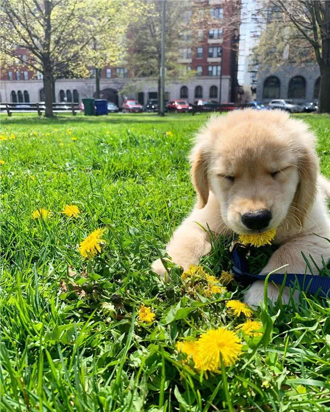 小狗到家一个月，竟然收到小男生的情书:我可以免费帮你遛狗