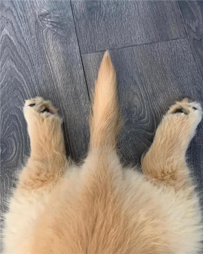 小狗到家一个月，竟然收到小男生的情书:我可以免费帮你遛狗