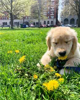 小狗到家一个月，竟然收到小男生的情书:我可以免费帮你遛狗