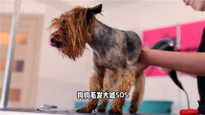 狗狗洗澡大揭秘，为什么狗狗频繁洗澡是不对的?今天来讲解