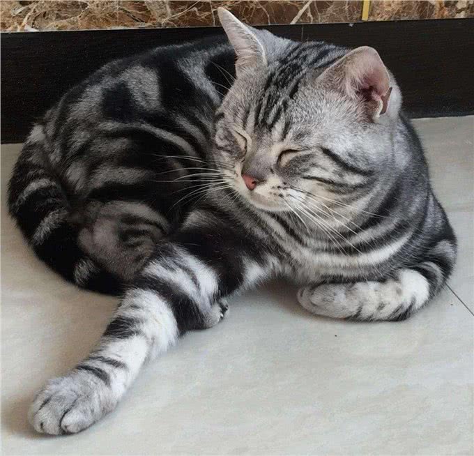 虎纹加身的美国短毛猫