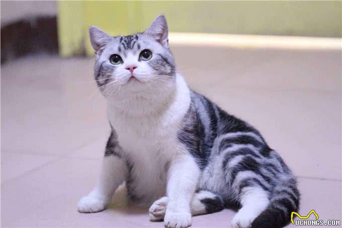 虎纹加身的美国短毛猫