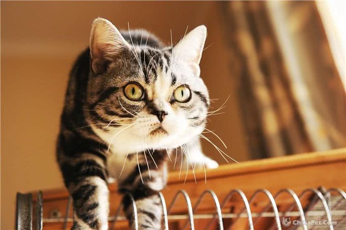 虎纹加身的美国短毛猫