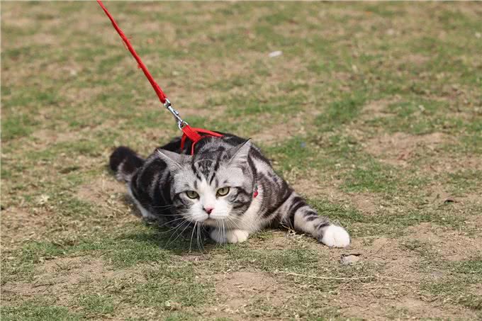 虎纹加身的美国短毛猫