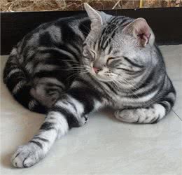 虎纹加身的美国短毛猫