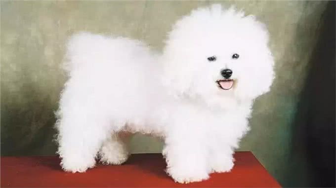 终于不是我好方了:比熊，比圆更圆